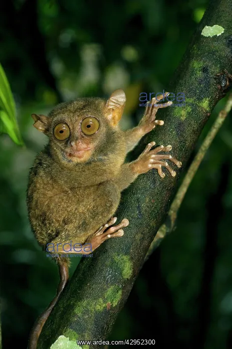 : Philippine Tarsier, adult : Philippine Tarsier, adult