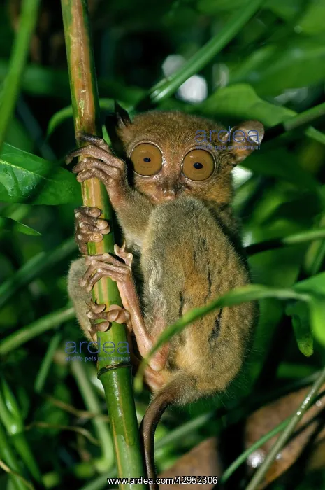 : Philippine Tarsier, adult : Philippine Tarsier, adult