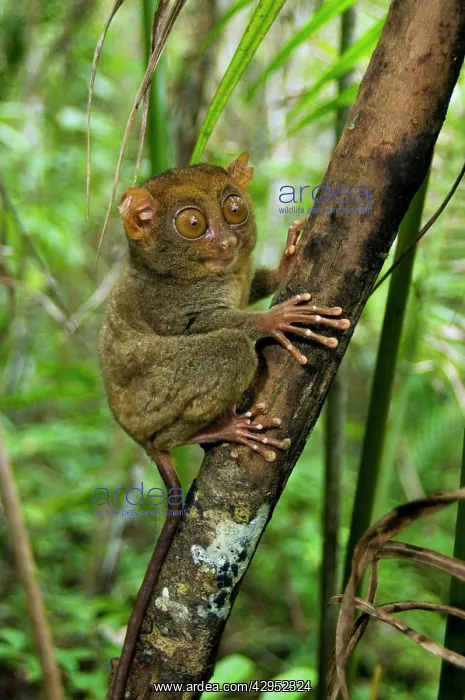 : Philippine Tarsier, adult : Philippine Tarsier, adult