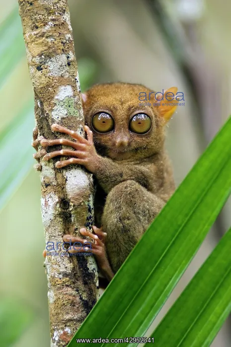 : Philippine Tarsier, adult : Philippine Tarsier, adult