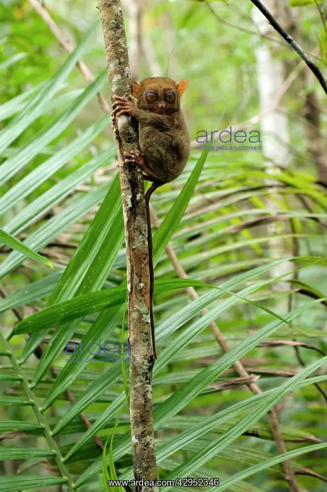 : Philippine Tarsier, adult : Philippine Tarsier, adult