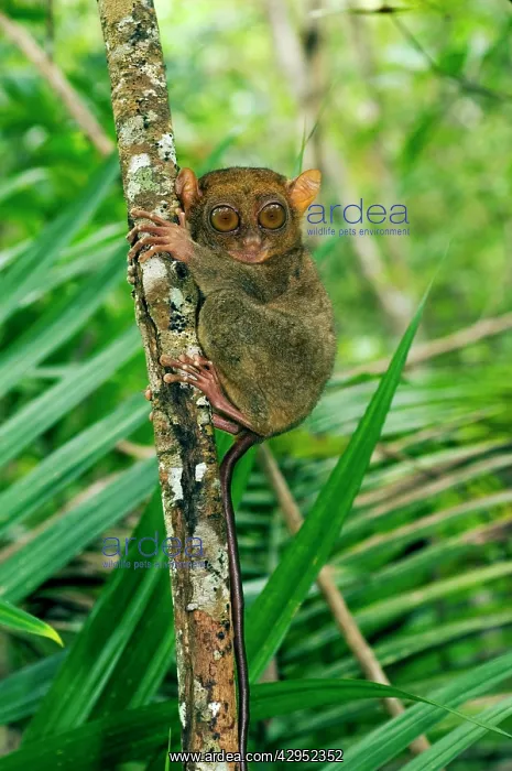 : Philippine Tarsier, adult : Philippine Tarsier, adult