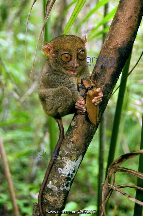: Philippine Tarsier, adult, about to eat a Giant : Philippine Tarsier, adult, about to eat a Giant
