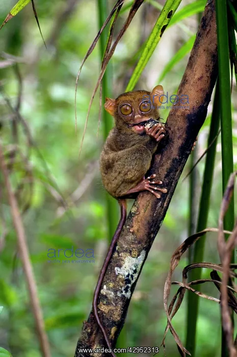 : Philippine Tarsier, adult, eats a large horned : Philippine Tarsier, adult, eats a large horned