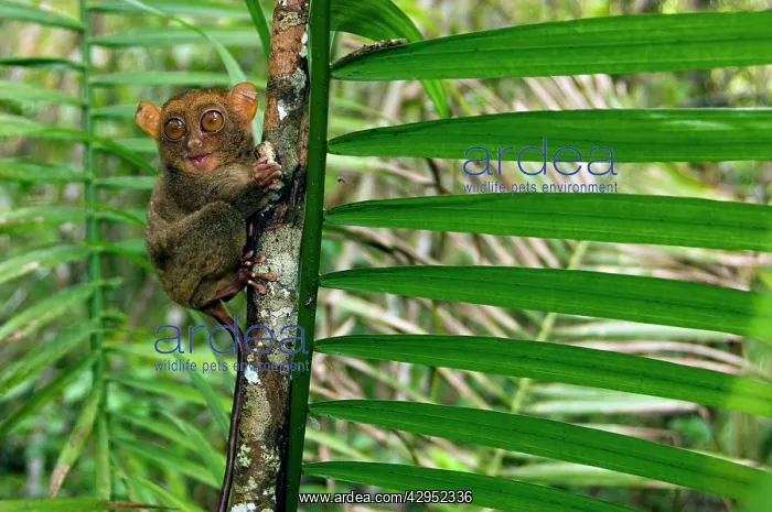 : Philippine Tarsier, adult, face covered in hair : Philippine Tarsier, adult, face covered in hair