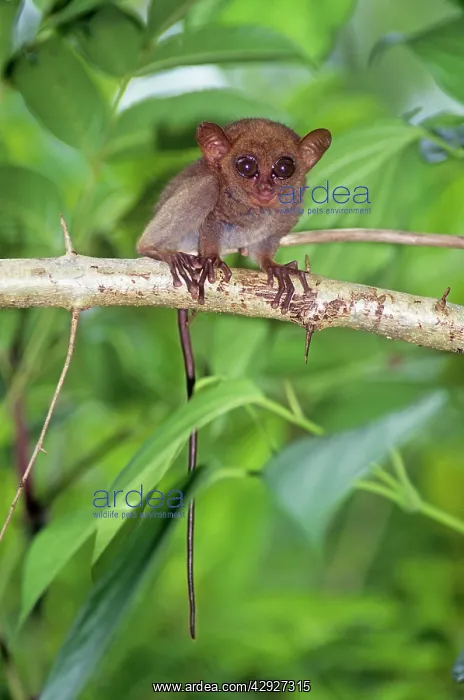 : PHILIPPINE TARSIER - baby in tree : PHILIPPINE TARSIER - baby in tree