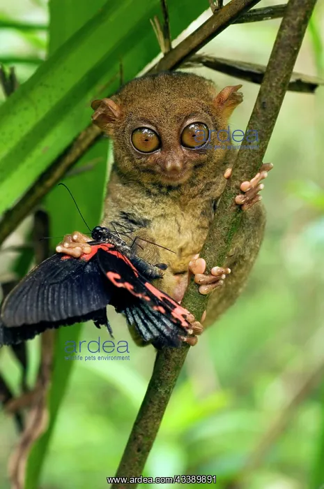 : Philippine Tarsier with a butterfly : Philippine Tarsier with a butterfly