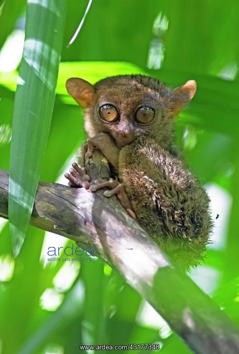 : Philippine tarsier (Carlito syrichta) clings to : Philippine tarsier (Carlito syrichta) clings to