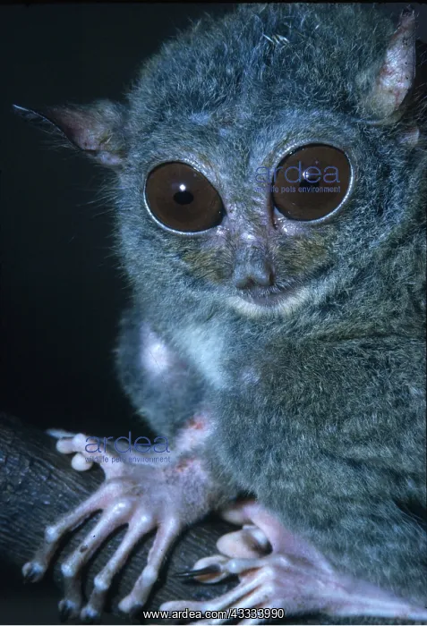 : PHILIPPINE TARSIER - close-up showing face and hands : PHILIPPINE TARSIER - close-up showing face and hands
