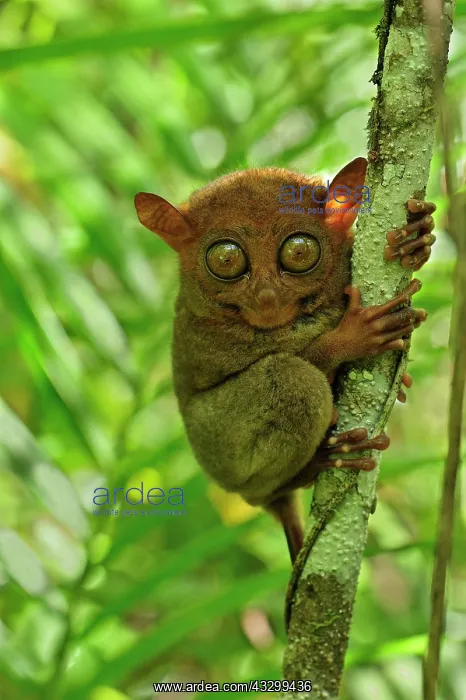 : Philippine Tarsier Corella Tarsier Sanctuary, Bohol : Philippine Tarsier Corella Tarsier Sanctuary, Bohol