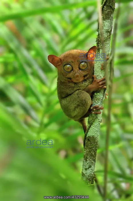 : Philippine Tarsier Corella Tarsier Sanctuary, Bohol : Philippine Tarsier Corella Tarsier Sanctuary, Bohol