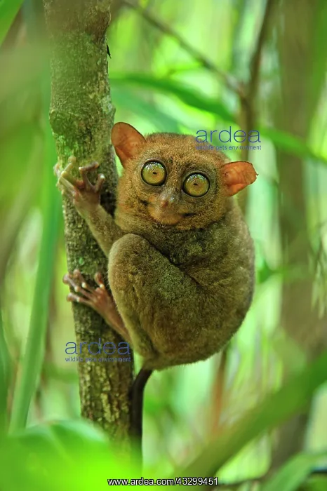 : Philippine Tarsier Corella Tarsier Sanctuary, Bohol : Philippine Tarsier Corella Tarsier Sanctuary, Bohol