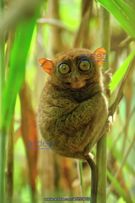 : Philippine Tarsier Corella Tarsier Sanctuary, Bohol : Philippine Tarsier Corella Tarsier Sanctuary, Bohol
