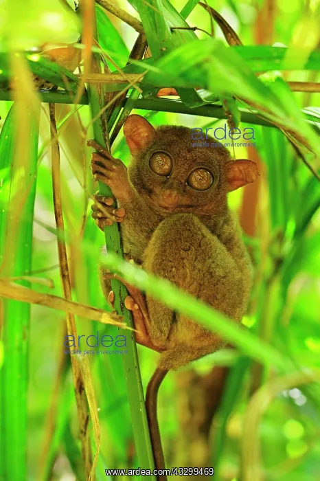 : Philippine Tarsier Corella Tarsier Sanctuary, Bohol : Philippine Tarsier Corella Tarsier Sanctuary, Bohol