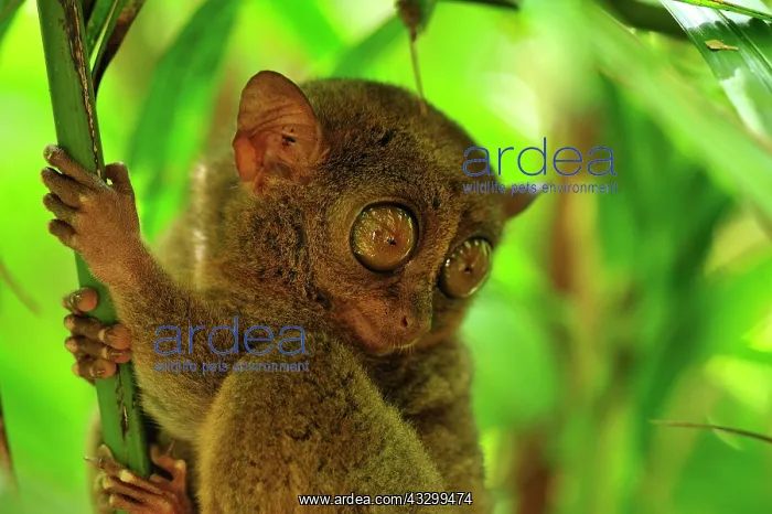 : Philippine Tarsier Corella Tarsier Sanctuary, Bohol : Philippine Tarsier Corella Tarsier Sanctuary, Bohol