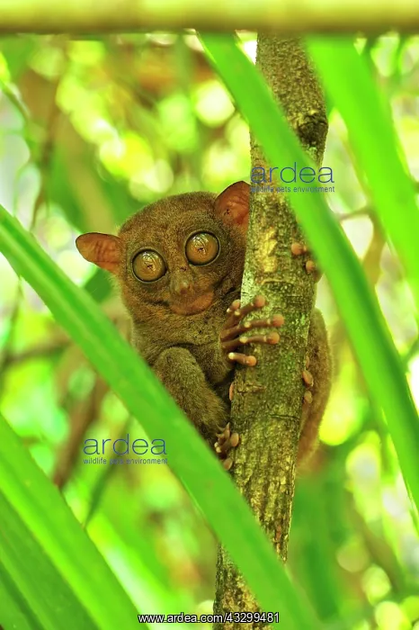 : Philippine Tarsier Corella Tarsier Sanctuary, Bohol : Philippine Tarsier Corella Tarsier Sanctuary, Bohol