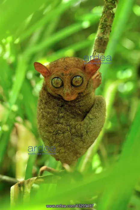 : Philippine Tarsier Corella Tarsier Sanctuary, Bohol : Philippine Tarsier Corella Tarsier Sanctuary, Bohol