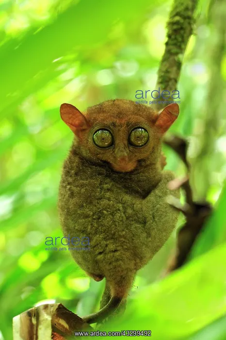  : Philippine Tarsier Corella Tarsier Sanctuary, Bohol