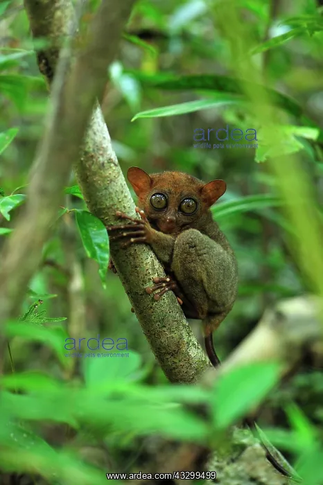 : Philippine Tarsier Corella Tarsier Sanctuary, Bohol : Philippine Tarsier Corella Tarsier Sanctuary, Bohol