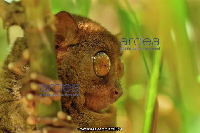 : Philippine Tarsier Corella Tarsier Sanctuary, Bohol : Philippine Tarsier Corella Tarsier Sanctuary, Bohol