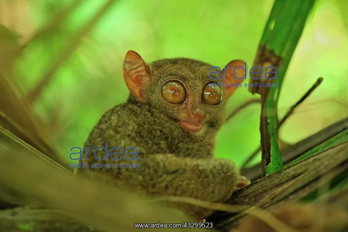 : Philippine Tarsier Corella Tarsier Sanctuary, Bohol : Philippine Tarsier Corella Tarsier Sanctuary, Bohol