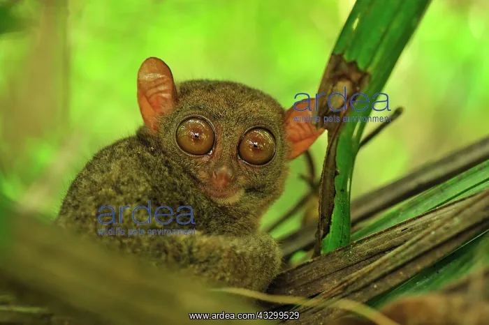 : Philippine Tarsier Corella Tarsier Sanctuary, Bohol : Philippine Tarsier Corella Tarsier Sanctuary, Bohol