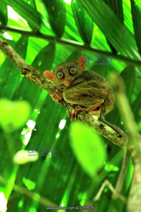 : Philippine Tarsier Corella Tarsier Sanctuary, Bohol