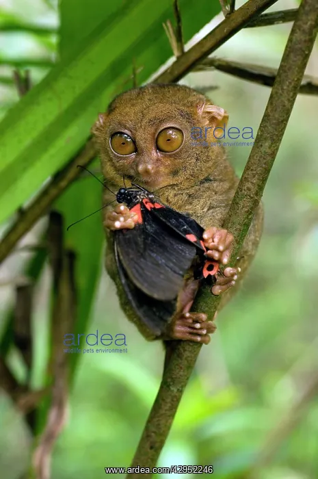 : Philippine Tarsier eating a butterfly : Philippine Tarsier eating a butterfly