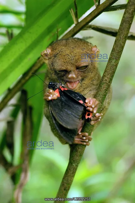 : Philippine Tarsier eating a butterfly : Philippine Tarsier eating a butterfly