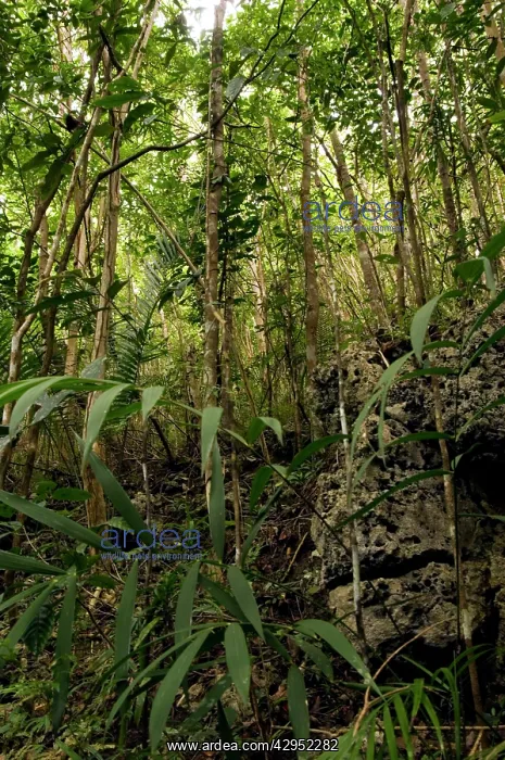 : Philippine Tarsier - habitat - dense secondary : Philippine Tarsier - habitat - dense secondary