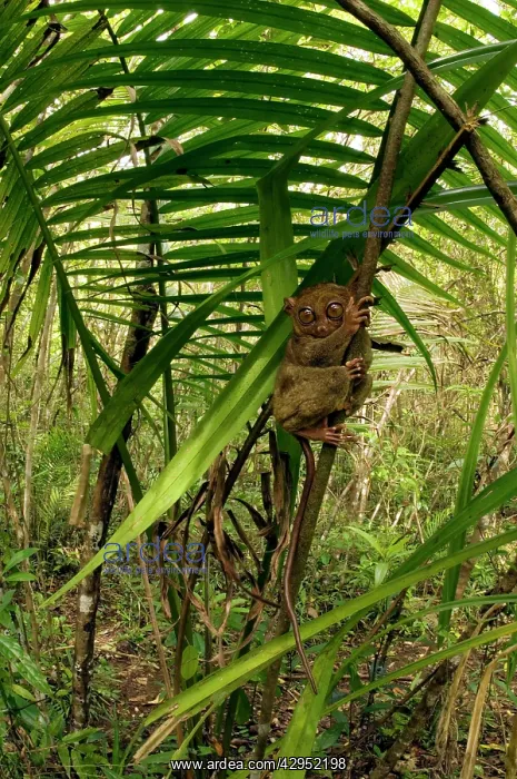 : Philippine Tarsier hides and rests during daytime : Philippine Tarsier hides and rests during daytime