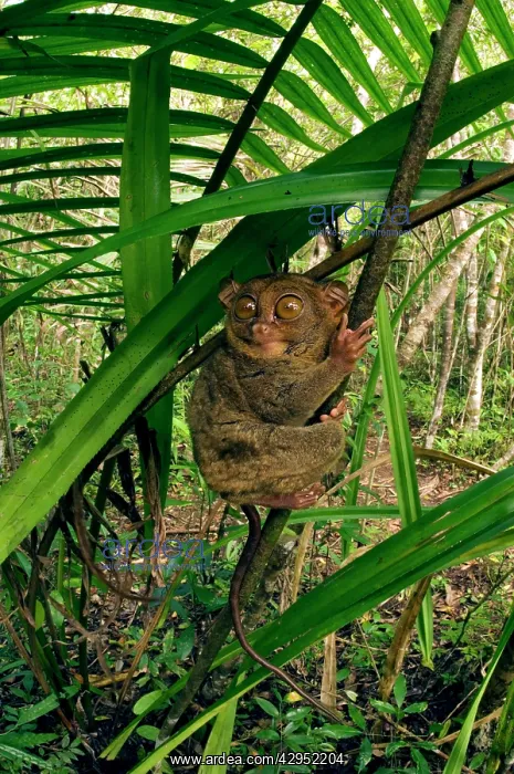 : Philippine Tarsier hides and rests during daytime : Philippine Tarsier hides and rests during daytime