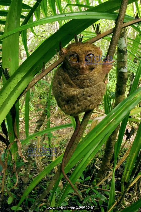 : Philippine Tarsier hides and rests during daytime : Philippine Tarsier hides and rests during daytime