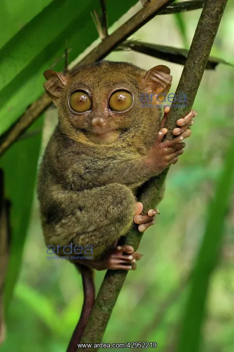 : Philippine Tarsier hides and rests during daytime : Philippine Tarsier hides and rests during daytime