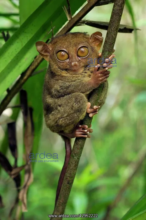 : Philippine Tarsier hides and rests during daytime : Philippine Tarsier hides and rests during daytime