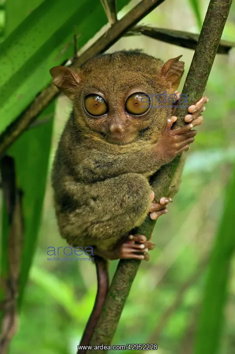 : Philippine Tarsier hides and rests during daytime : Philippine Tarsier hides and rests during daytime