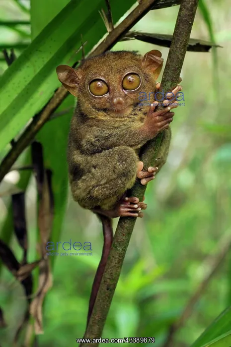 : Philippine Tarsier hides and rests during daytime : Philippine Tarsier hides and rests during daytime