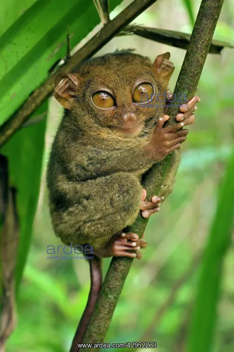 : Philippine Tarsier hides and rests on his perching site : Philippine Tarsier hides and rests on his perching site