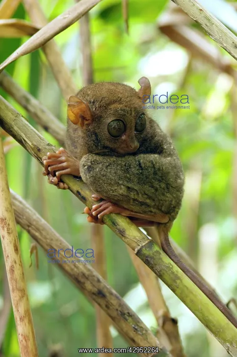 : Philippine Tarsier rests during a day in bamboo undergrowth : Philippine Tarsier rests during a day in bamboo undergrowth