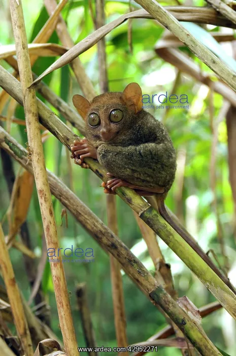 : Philippine Tarsier rests during a day in bamboo undergrowth : Philippine Tarsier rests during a day in bamboo undergrowth