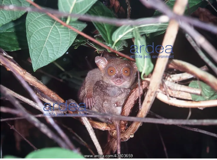 : PHILIPPINE TARSIER - surprised / startled, in tree : PHILIPPINE TARSIER - surprised / startled, in tree