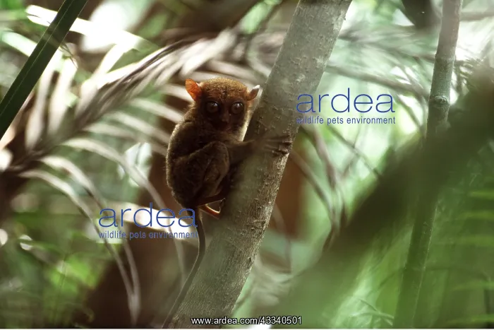 : PHILIPPINE TARSIER - in tree : PHILIPPINE TARSIER - in tree