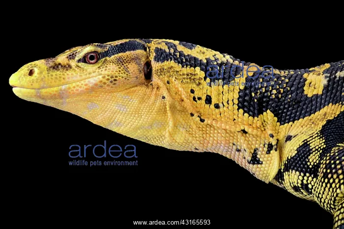 : Philippine water monitor (Varanus cumingi), Mindanao : Philippine water monitor (Varanus cumingi), Mindanao