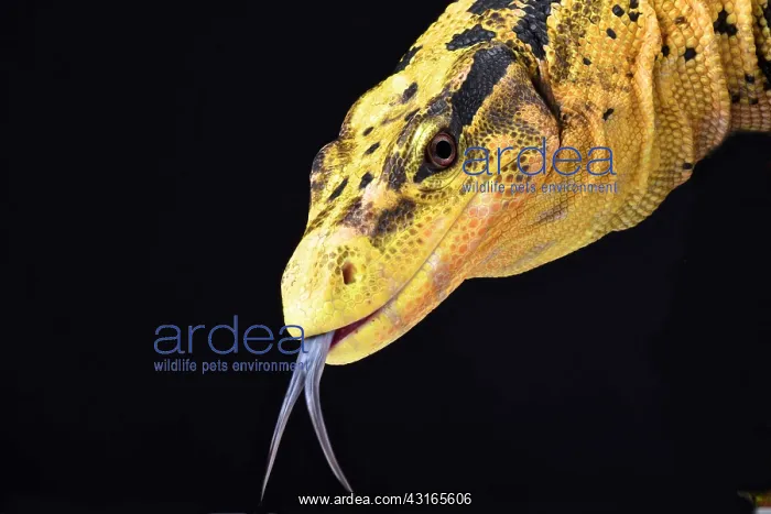 : Philippine water monitor (Varanus cumingi), Philipinnes : Philippine water monitor (Varanus cumingi), Philipinnes
