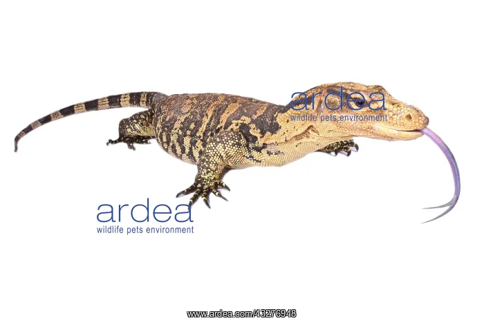 : The Philippine water monitor (Varanus cumingi) is : The Philippine water monitor (Varanus cumingi) is