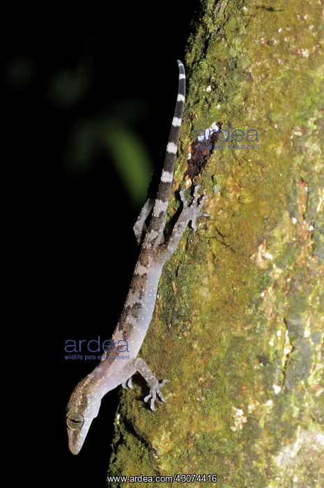 : Philippines Bent-Toed Gecko : Philippines Bent-Toed Gecko