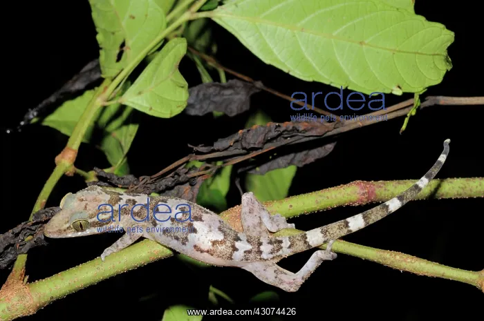 : Philippines Bent-Toed Gecko : Philippines Bent-Toed Gecko