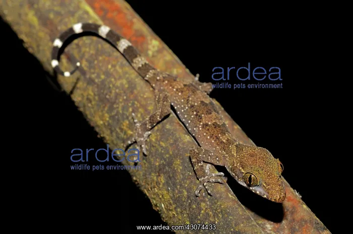 : Philippines Bent-Toed Gecko : Philippines Bent-Toed Gecko