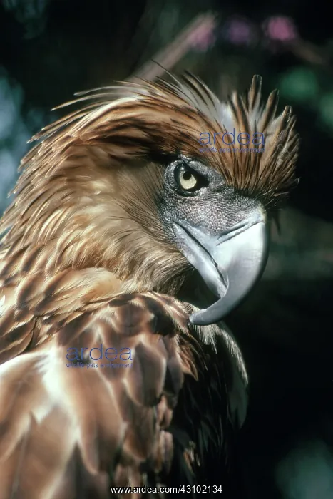 : Philippines Eagle : Philippines Eagle
