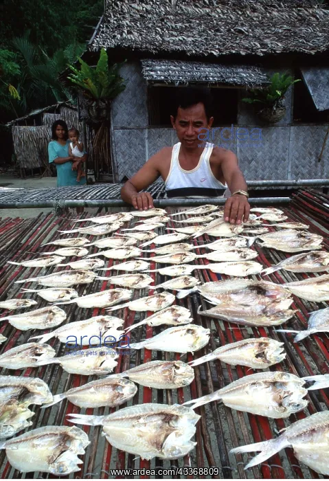 : Philippines - fisherman drying fish in sun : Philippines - fisherman drying fish in sun